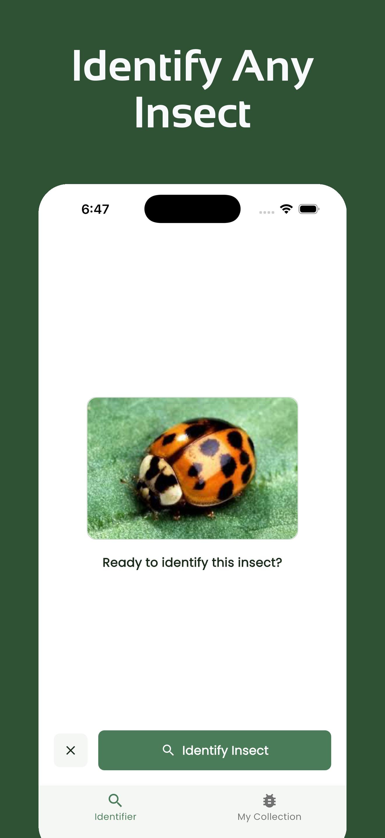 InsectsLen Screenshot 2